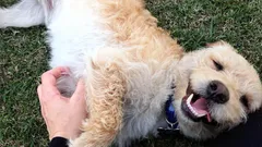 Varför hundar ber om att bli kliade på magen: det handlar inte bara om njutning