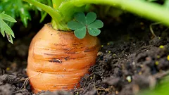 Grodar i alla väder – de bästa tidpunkterna för att så morötter på våren