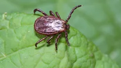 Fästingar försvinner från din trädgård – en trädgårdsmästare avslöjar vilka växter du bör plantera