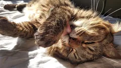 Bättre än vilken meteorolog som helst: så kan katter lätt förutspå vädret åt dig